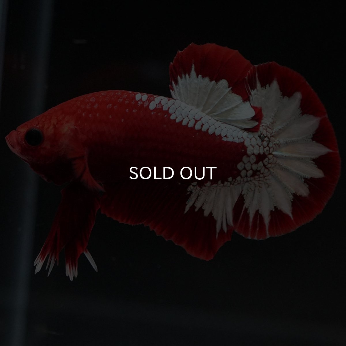 画像6: HMPK ヘルボーイ (6)