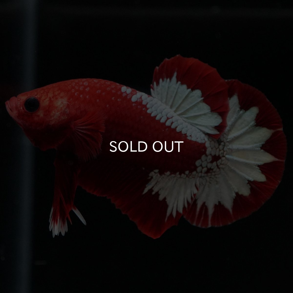 画像4: HMPK ヘルボーイ (4)