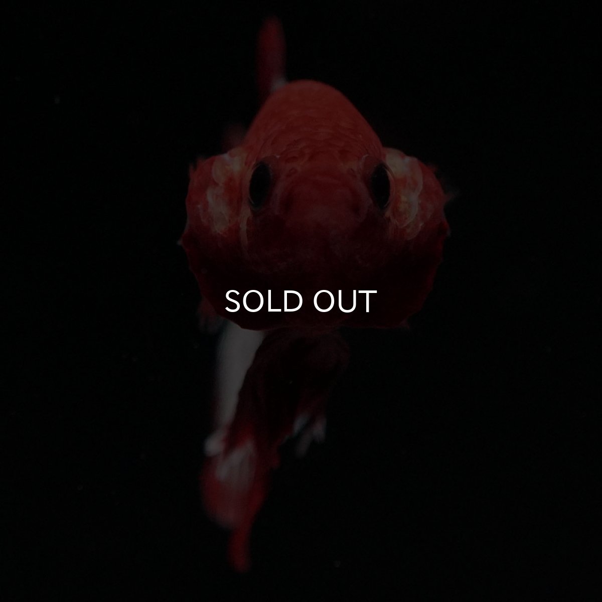 画像3: HMPK ヘルボーイ (3)