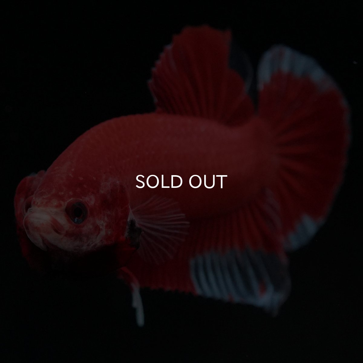 画像3: HMPK　ファンシーレッド (3)