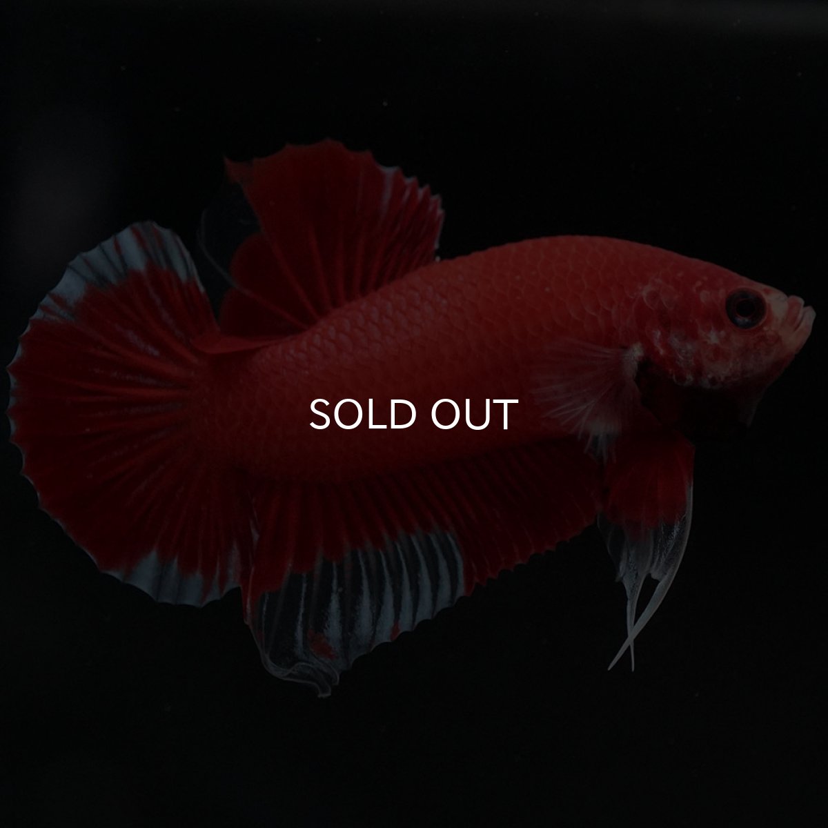 画像8: HMPK　ファンシーレッド (8)