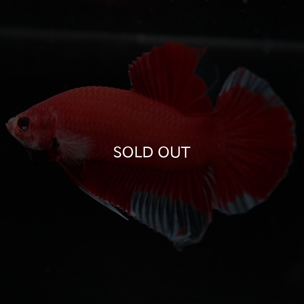 画像7: HMPK　ファンシーレッド (7)