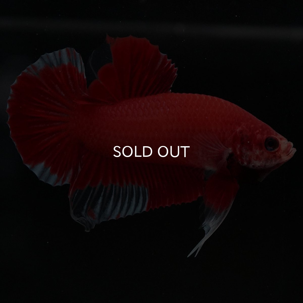 画像6: HMPK　ファンシーレッド (6)