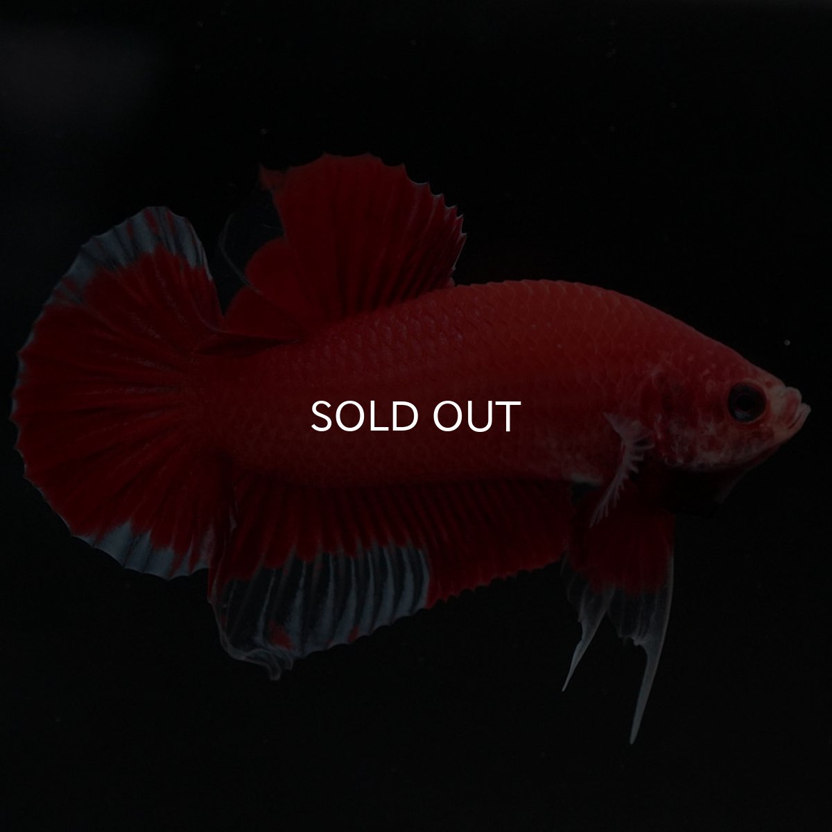 画像4: HMPK　ファンシーレッド (4)