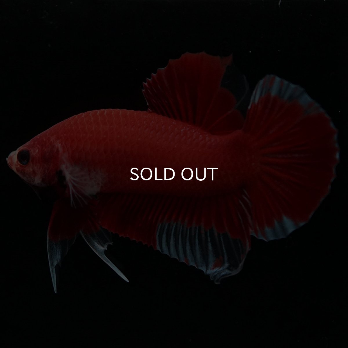 画像5: HMPK　ファンシーレッド (5)