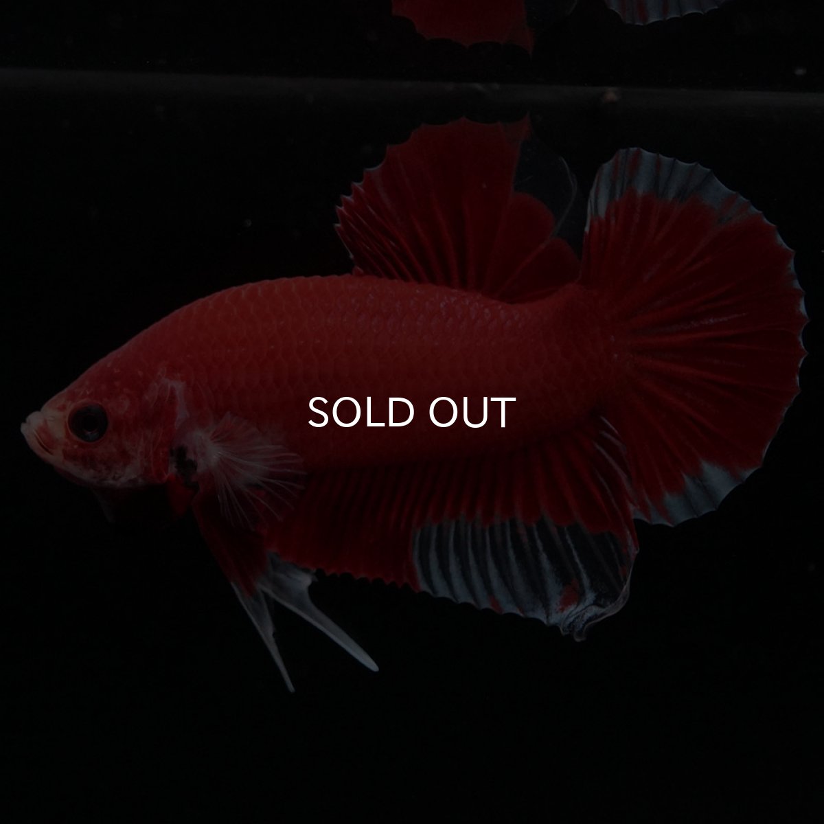 画像2: HMPK　ファンシーレッド (2)