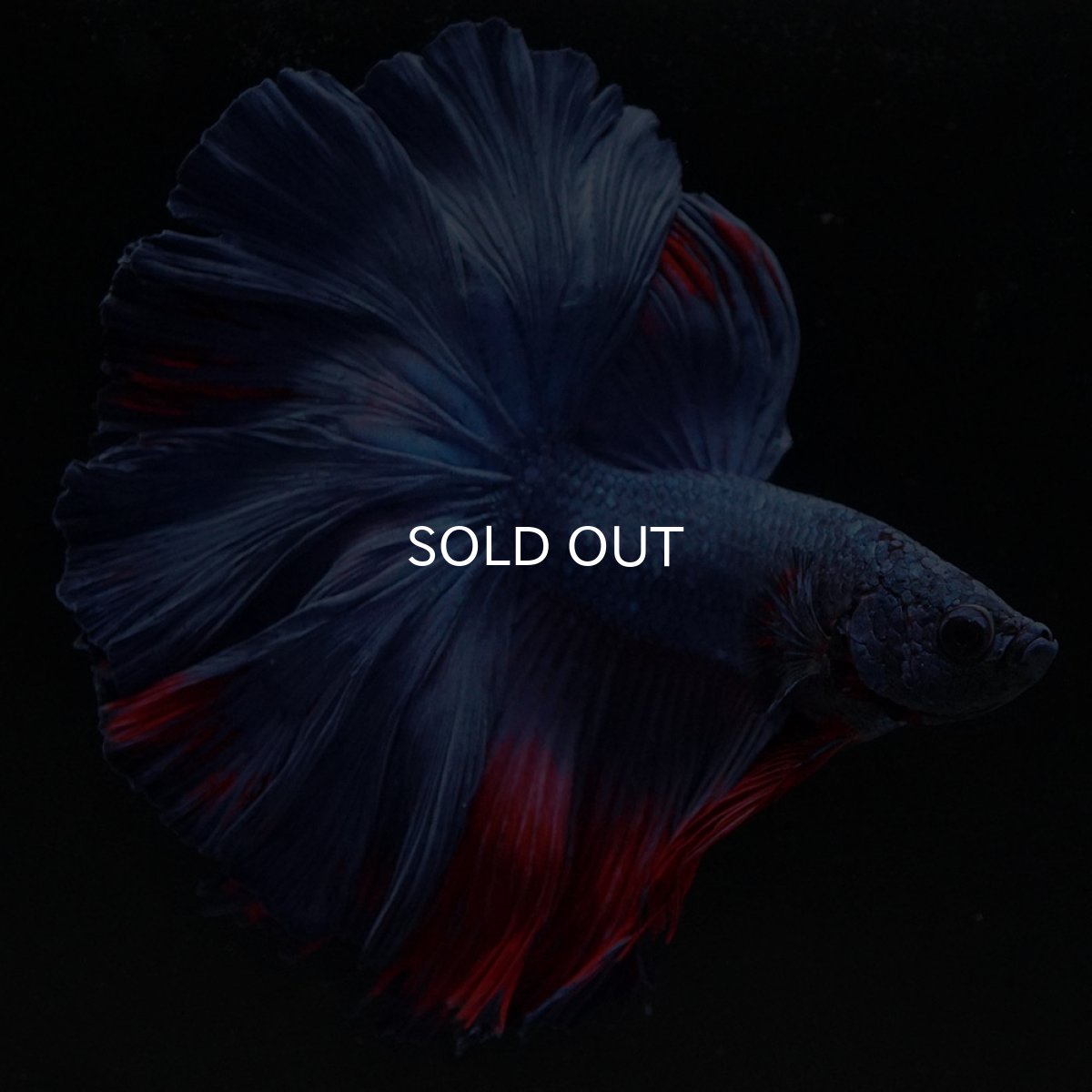 画像8: HM　ブルーレッド　ローズテール (8)