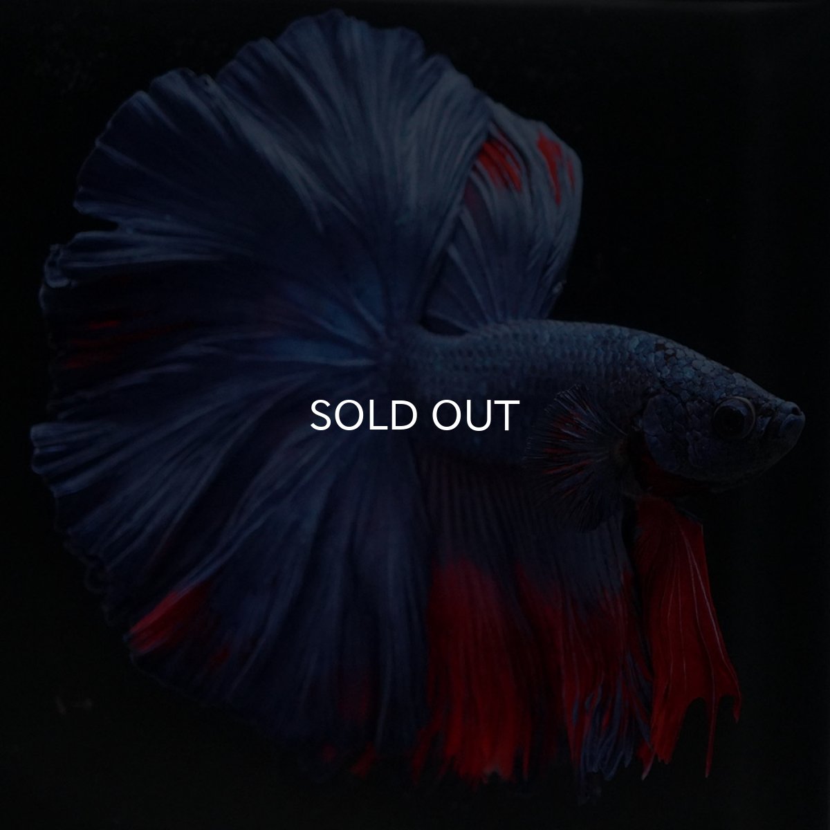 画像5: HM　ブルーレッド　ローズテール (5)