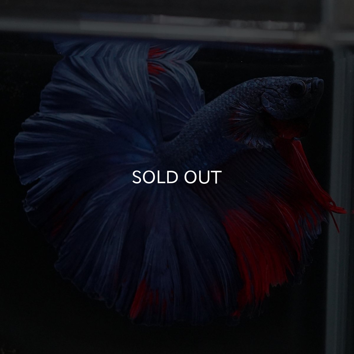 画像7: HM　ブルーレッド　ローズテール (7)