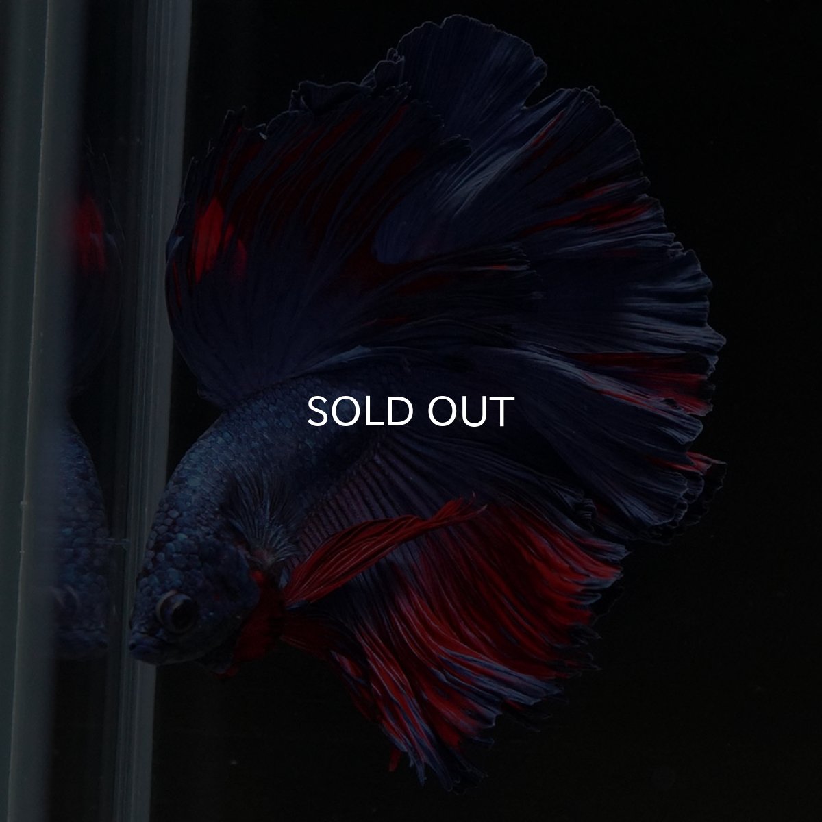 画像4: HM　ブルーレッド　ローズテール (4)