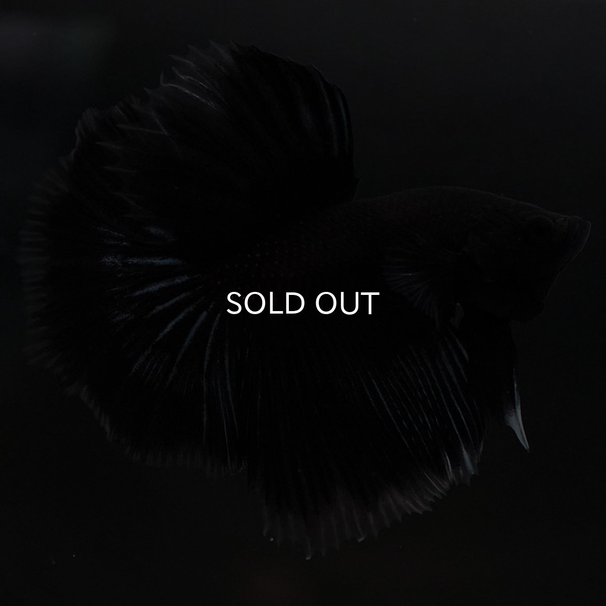 画像3: HM ブラックバタフライ クリアフィン (3)