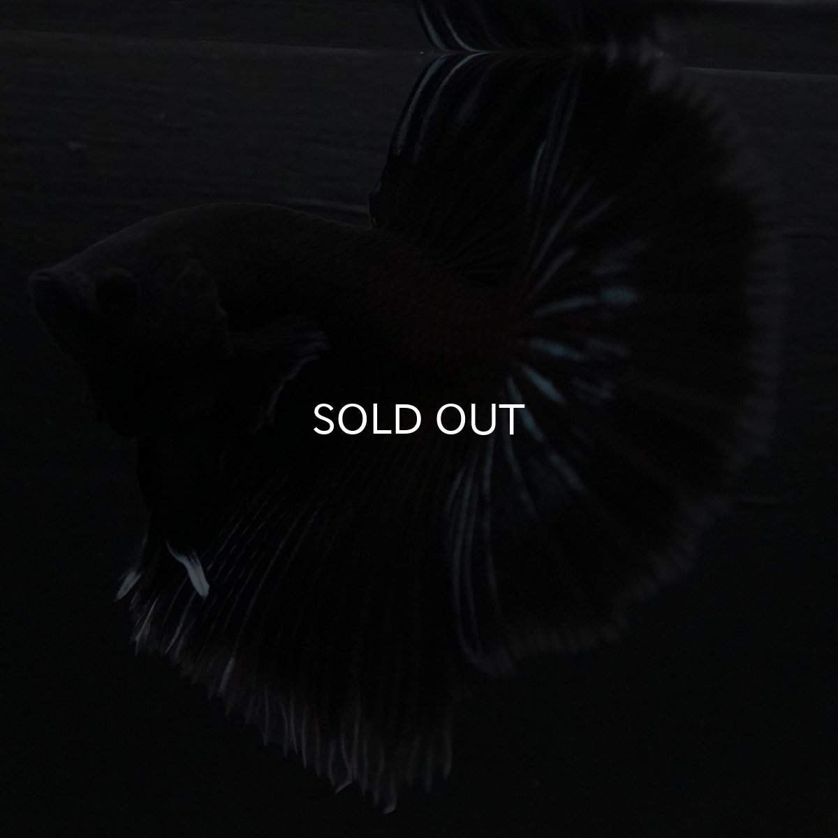 画像4: HM ブラックバタフライ クリアフィン (4)