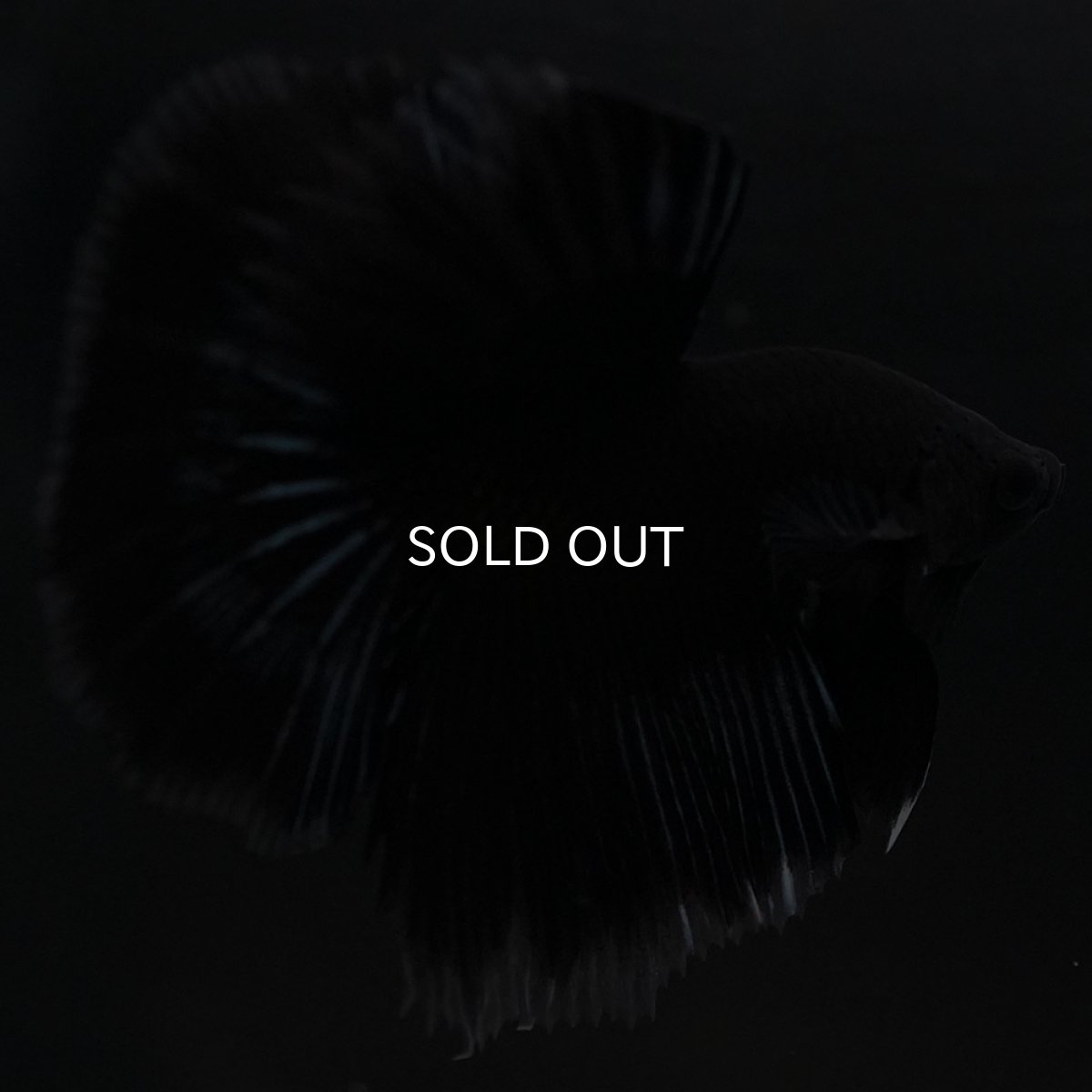 画像8: HM ブラックバタフライ クリアフィン (8)