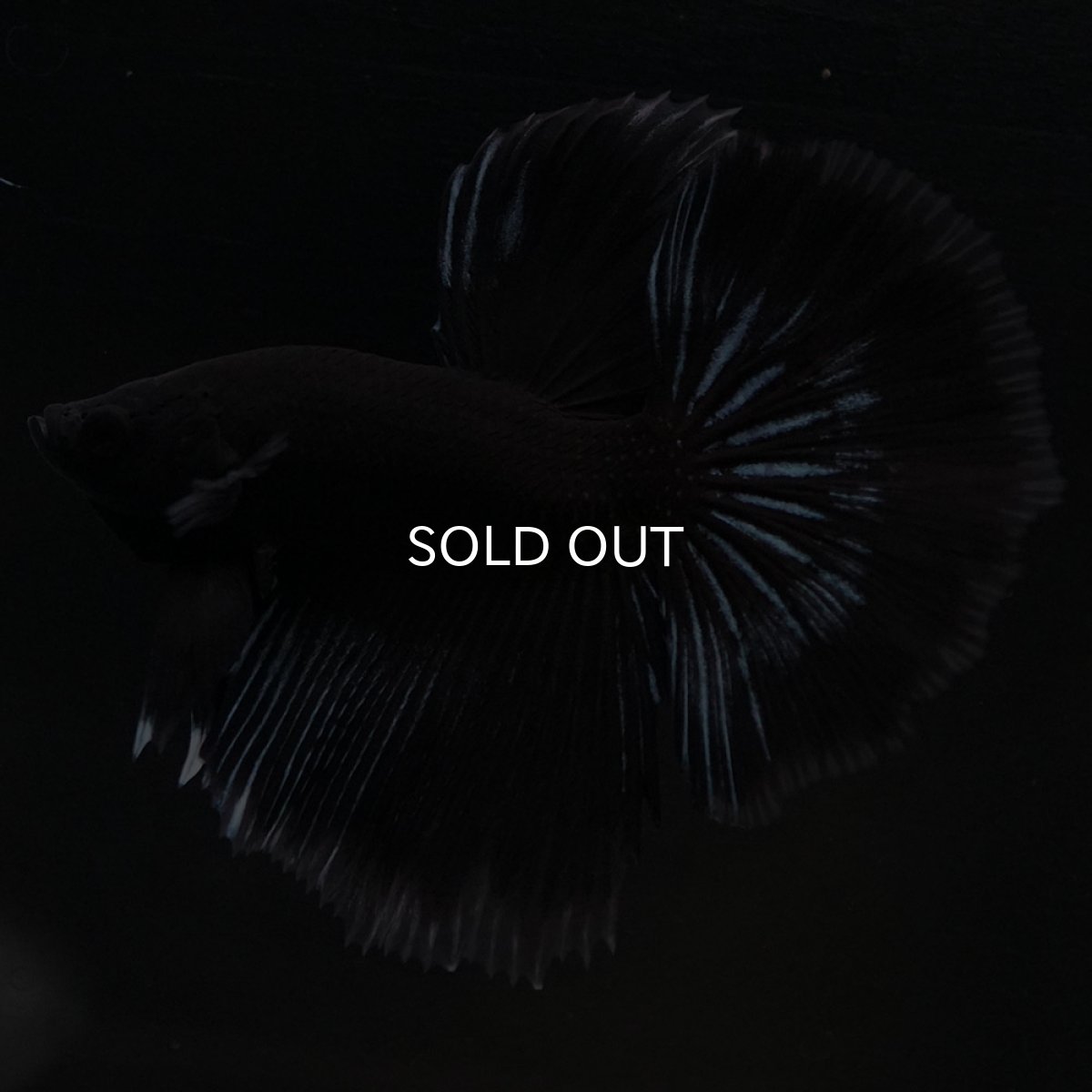 画像2: HM ブラックバタフライ クリアフィン (2)