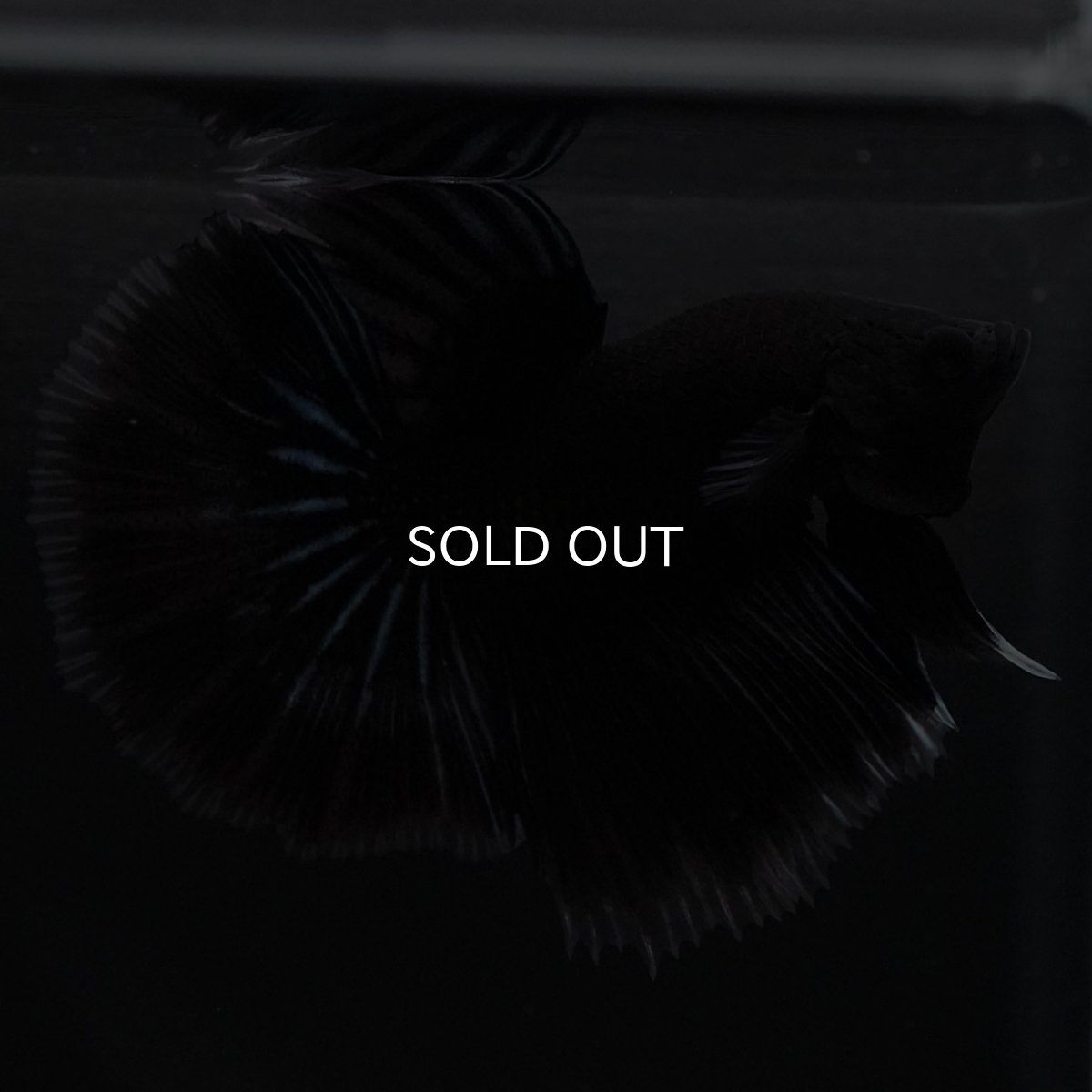 画像5: HM ブラックバタフライ クリアフィン (5)