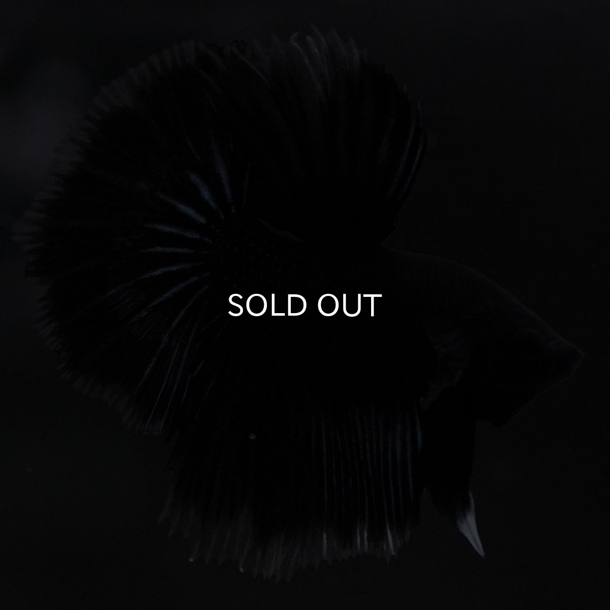 画像7: HM ブラックバタフライ クリアフィン (7)