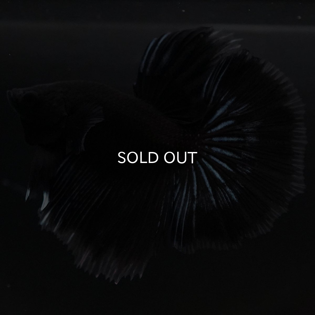 画像6: HM ブラックバタフライ クリアフィン (6)