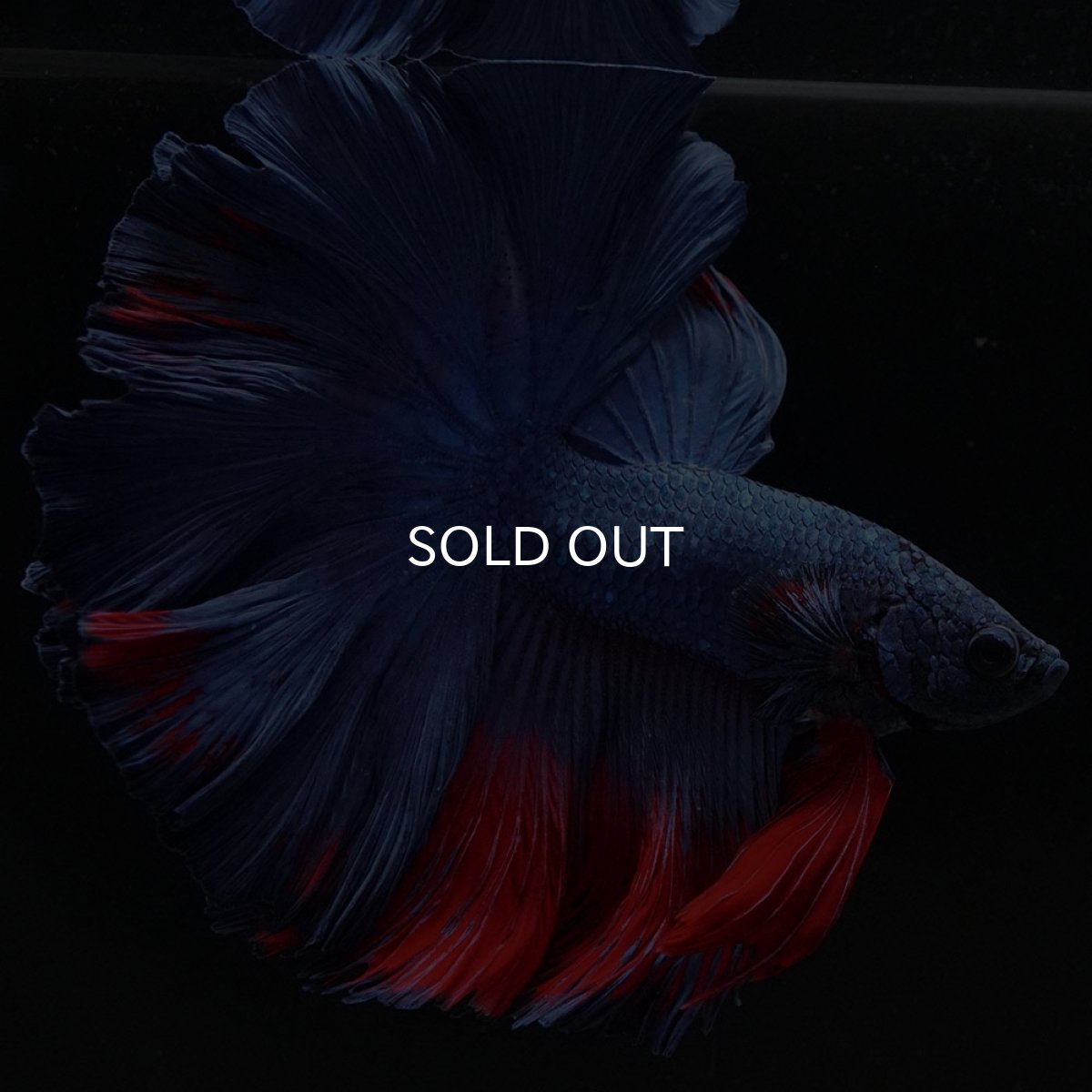 画像3: HM　ブルーレッド　ローズテール (3)