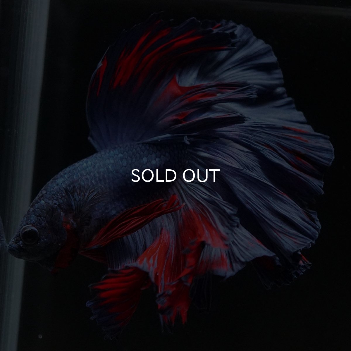 画像2: HM　ブルーレッド　ローズテール (2)