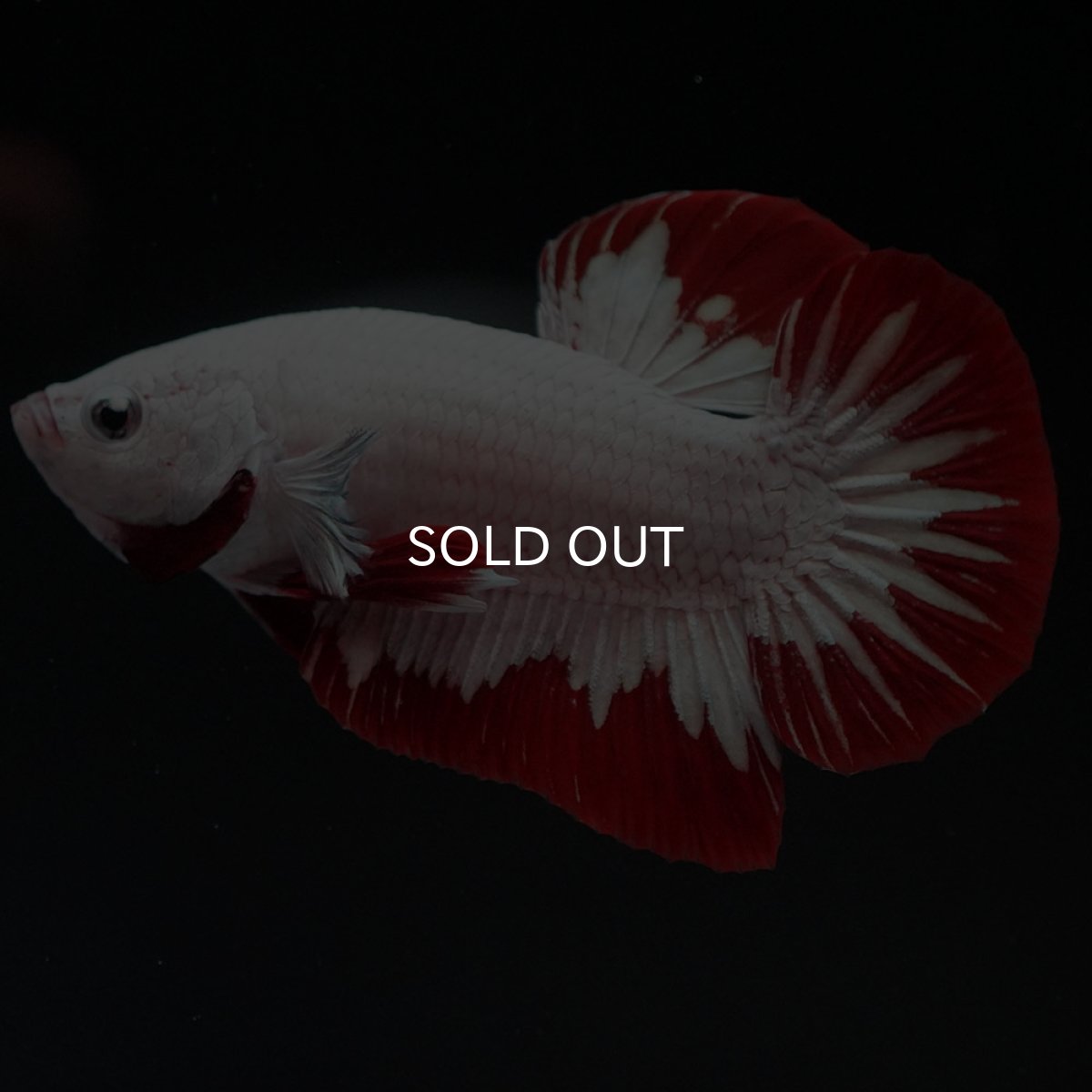 画像2: HMPK プラチナレッドドラゴン (2)