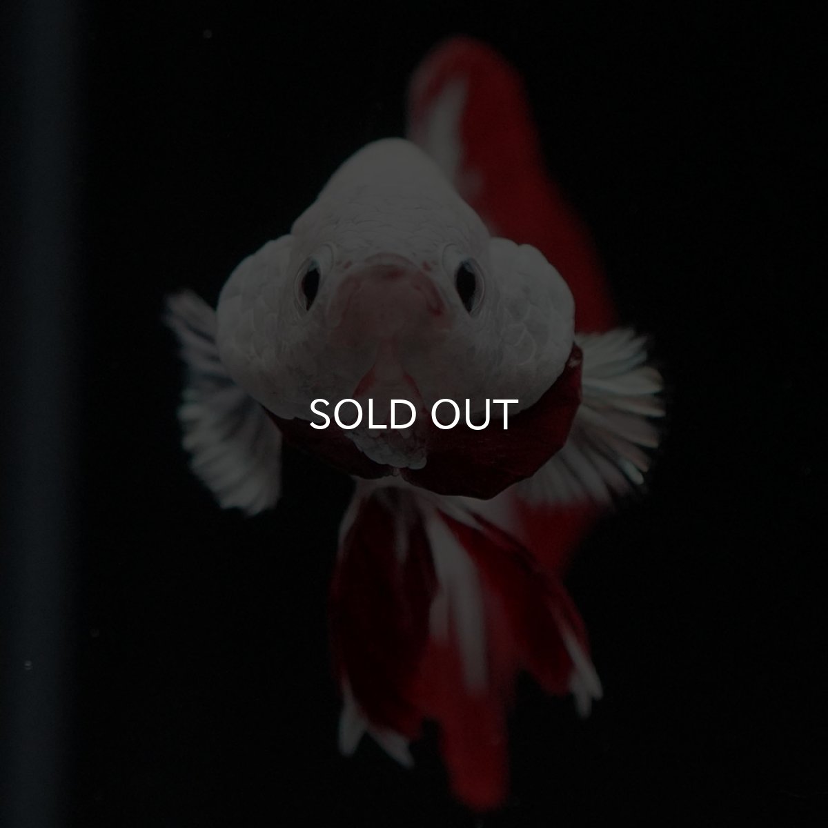 画像6: HMPK プラチナレッドドラゴン (6)