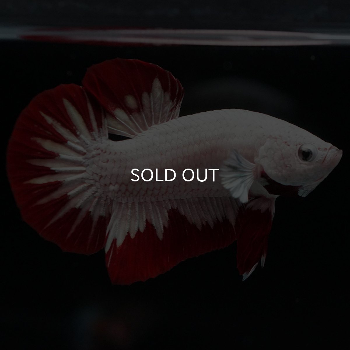 画像8: HMPK プラチナレッドドラゴン (8)