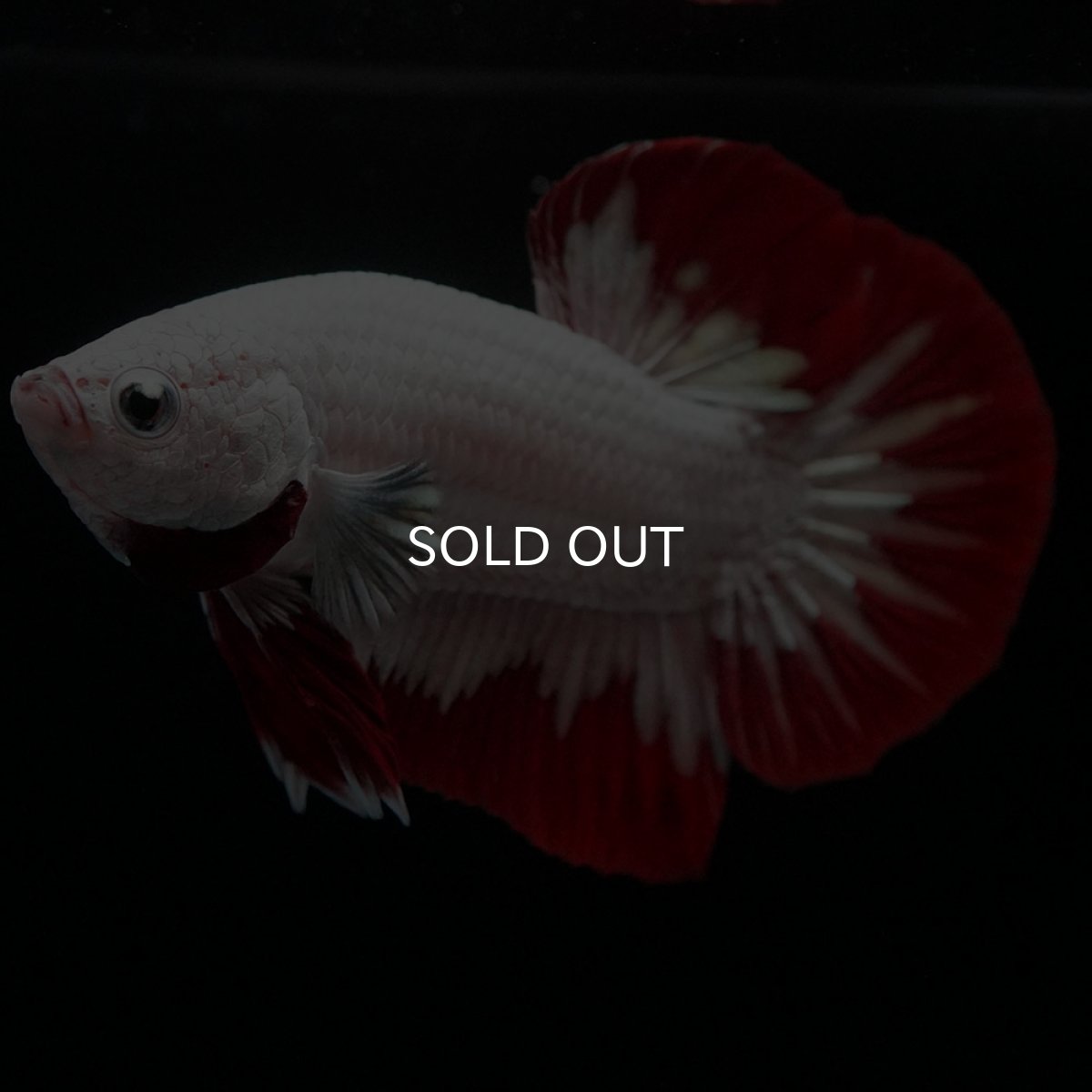 画像10: HMPK プラチナレッドドラゴン (10)