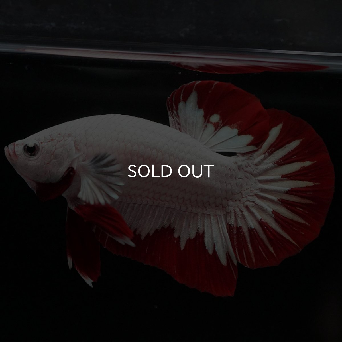 画像9: HMPK プラチナレッドドラゴン (9)