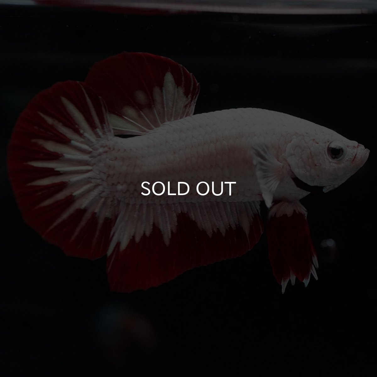 画像4: HMPK プラチナレッドドラゴン (4)