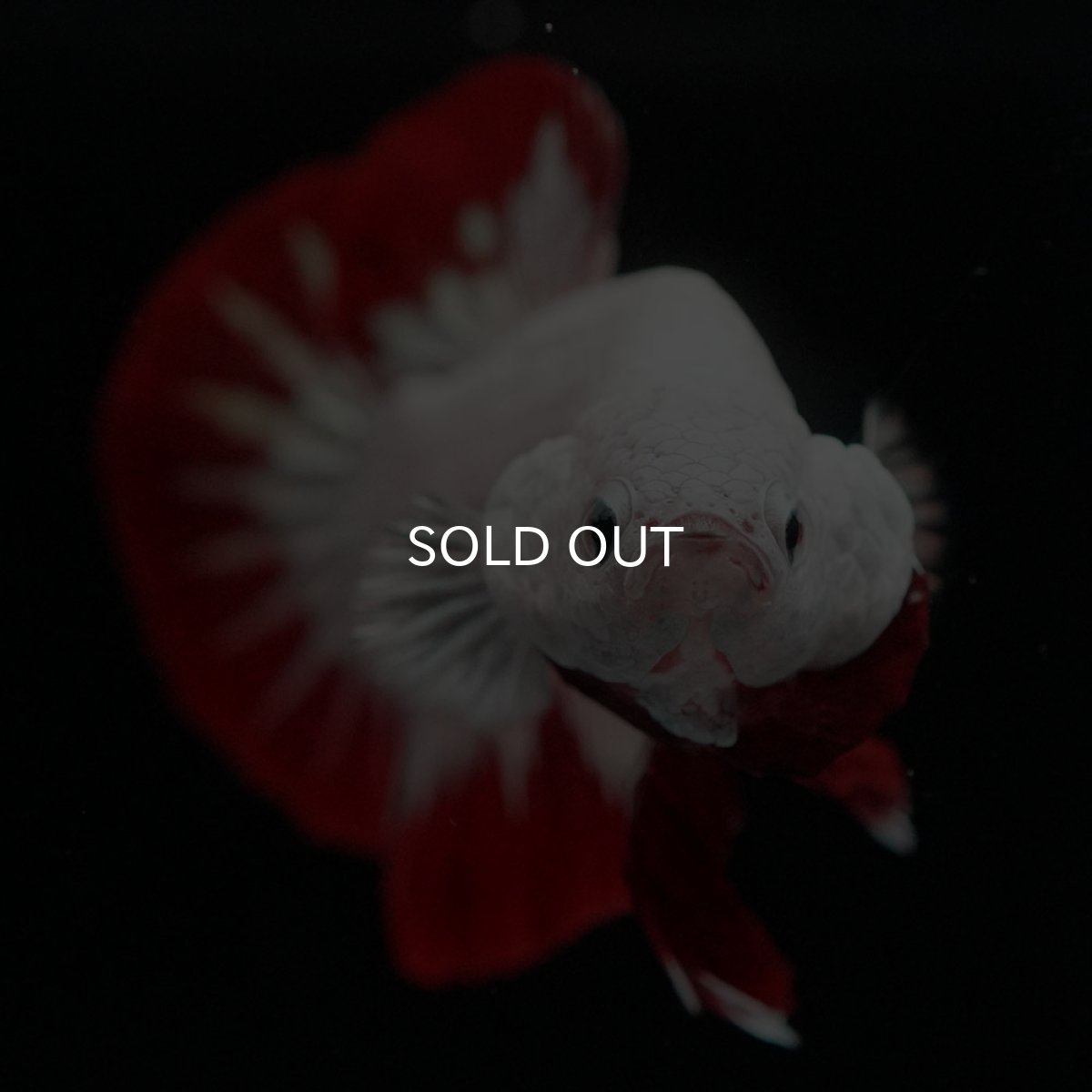 画像3: HMPK プラチナレッドドラゴン (3)