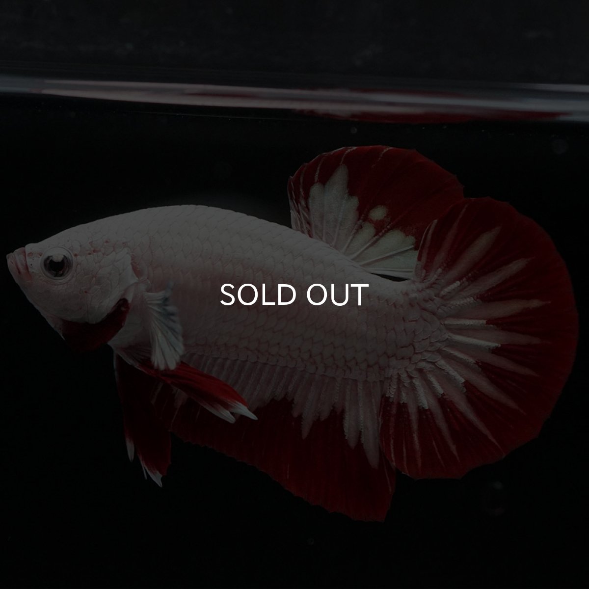 画像5: HMPK プラチナレッドドラゴン (5)