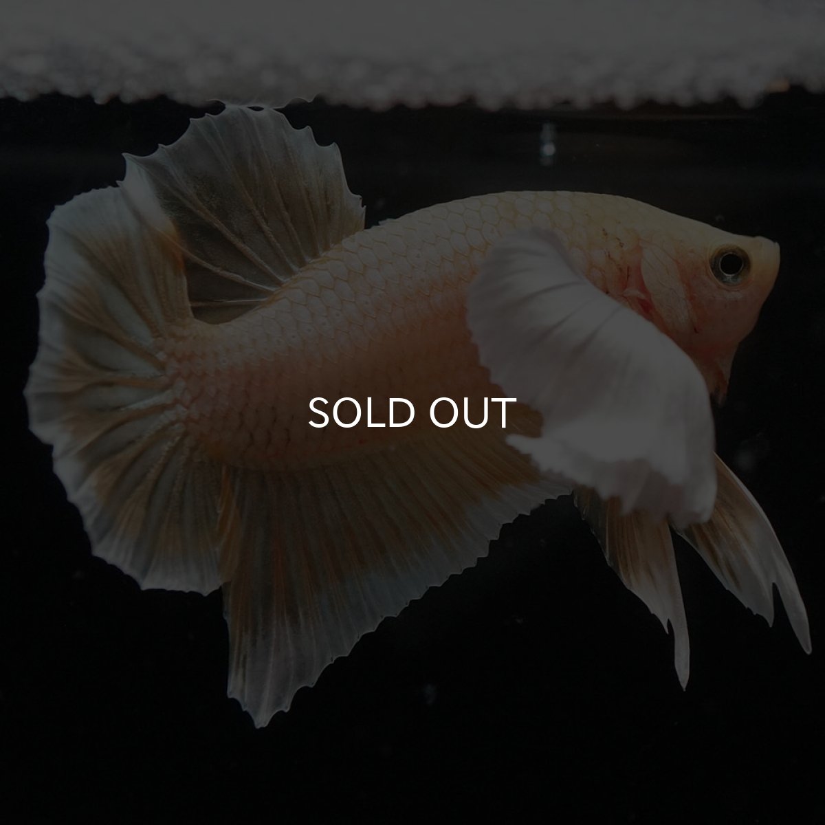 画像8: HMPKダンボ イエローゴールド (8)