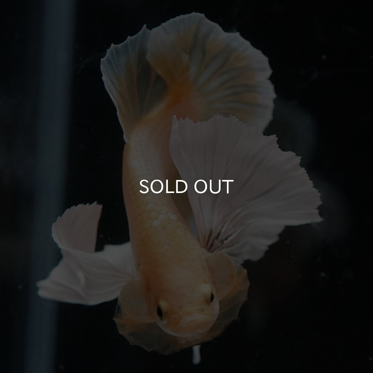 画像3: HMPKダンボ イエローゴールド (3)