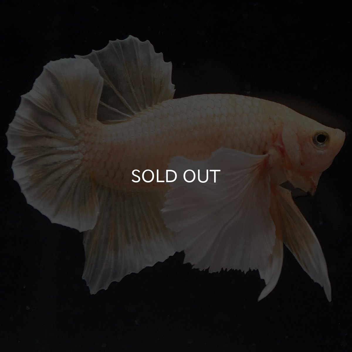 画像6: HMPKダンボ イエローゴールド (6)