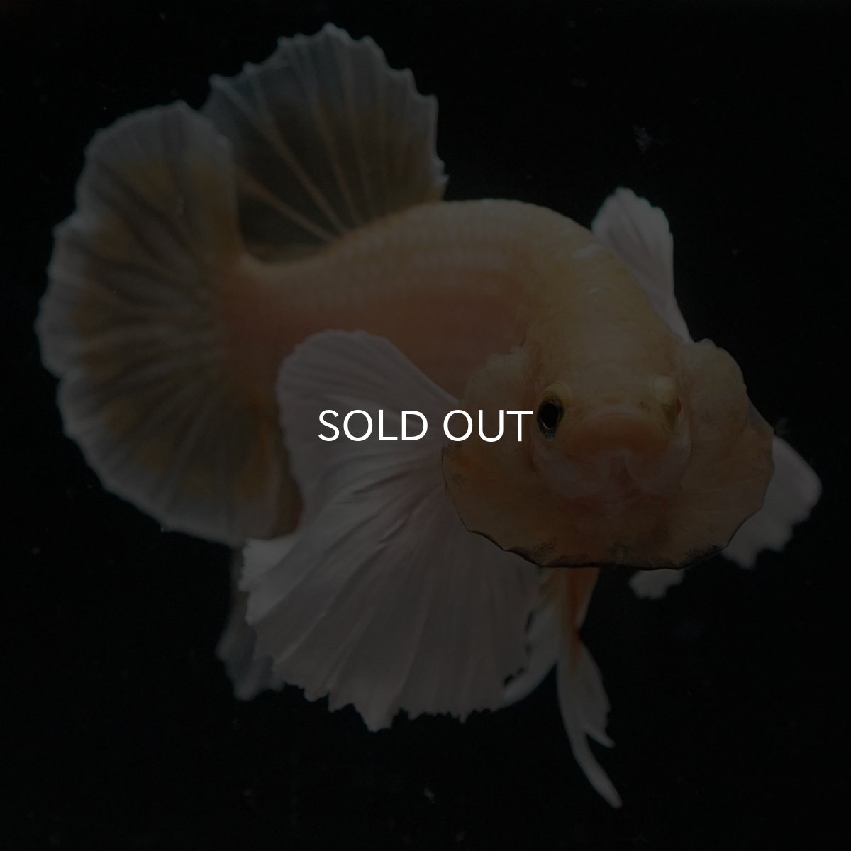 画像4: HMPKダンボ イエローゴールド (4)