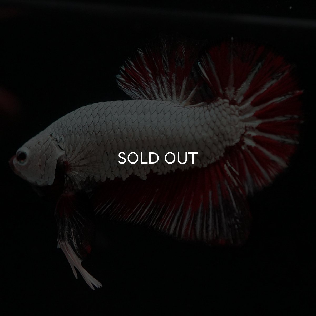 画像7: HMPK　プラチナブラックレッドドラゴン (7)