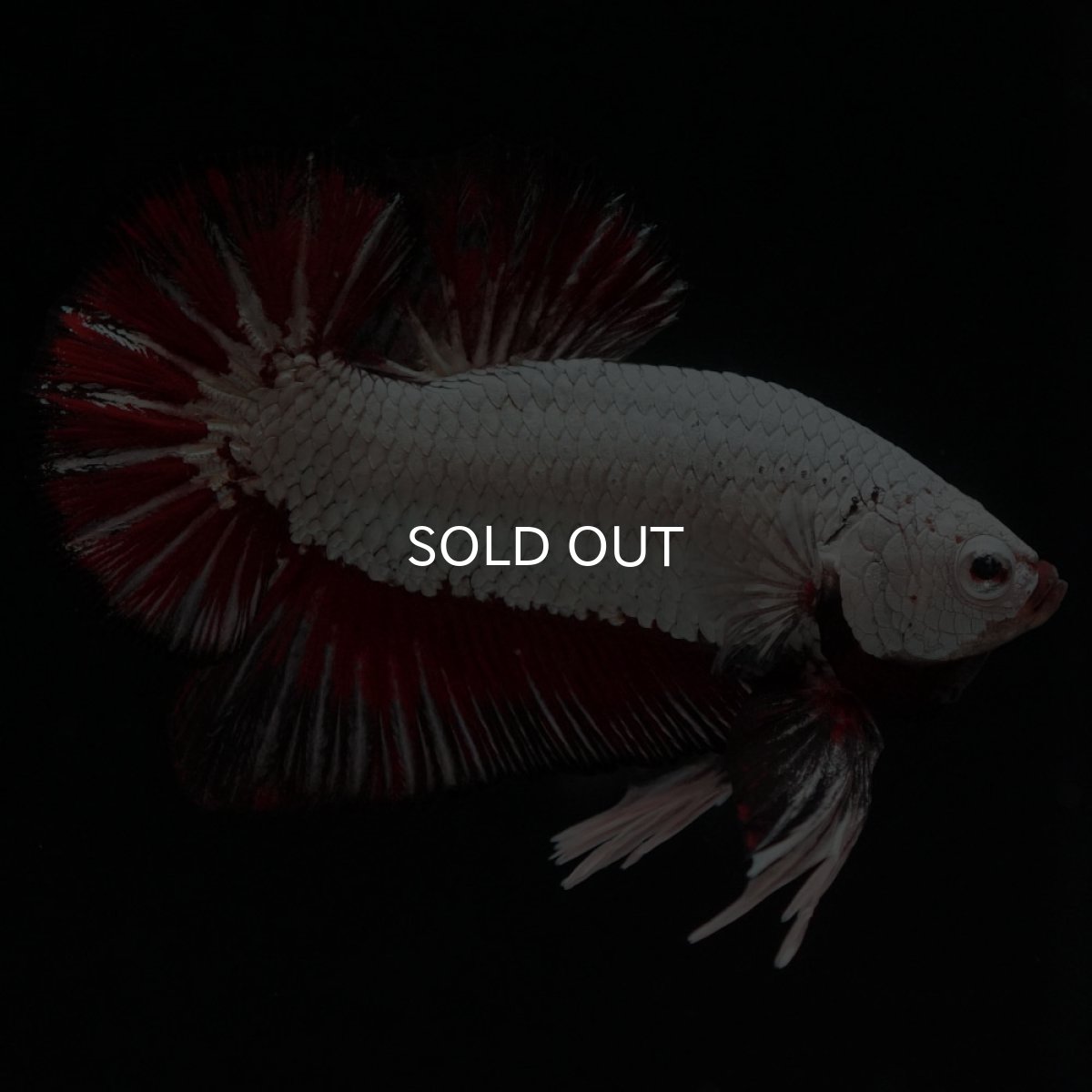 画像9: HMPK　プラチナブラックレッドドラゴン (9)