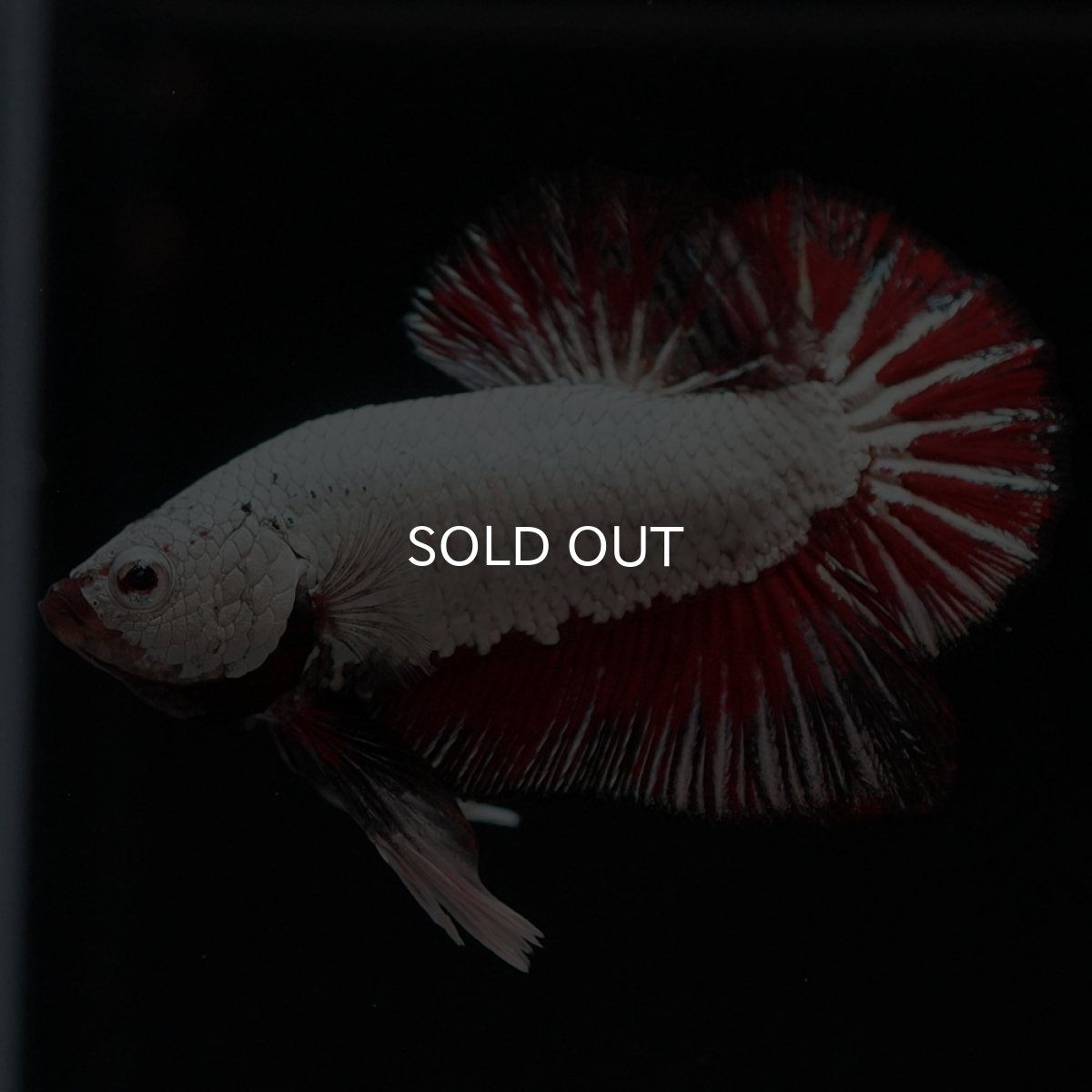 画像5: HMPK　プラチナブラックレッドドラゴン (5)