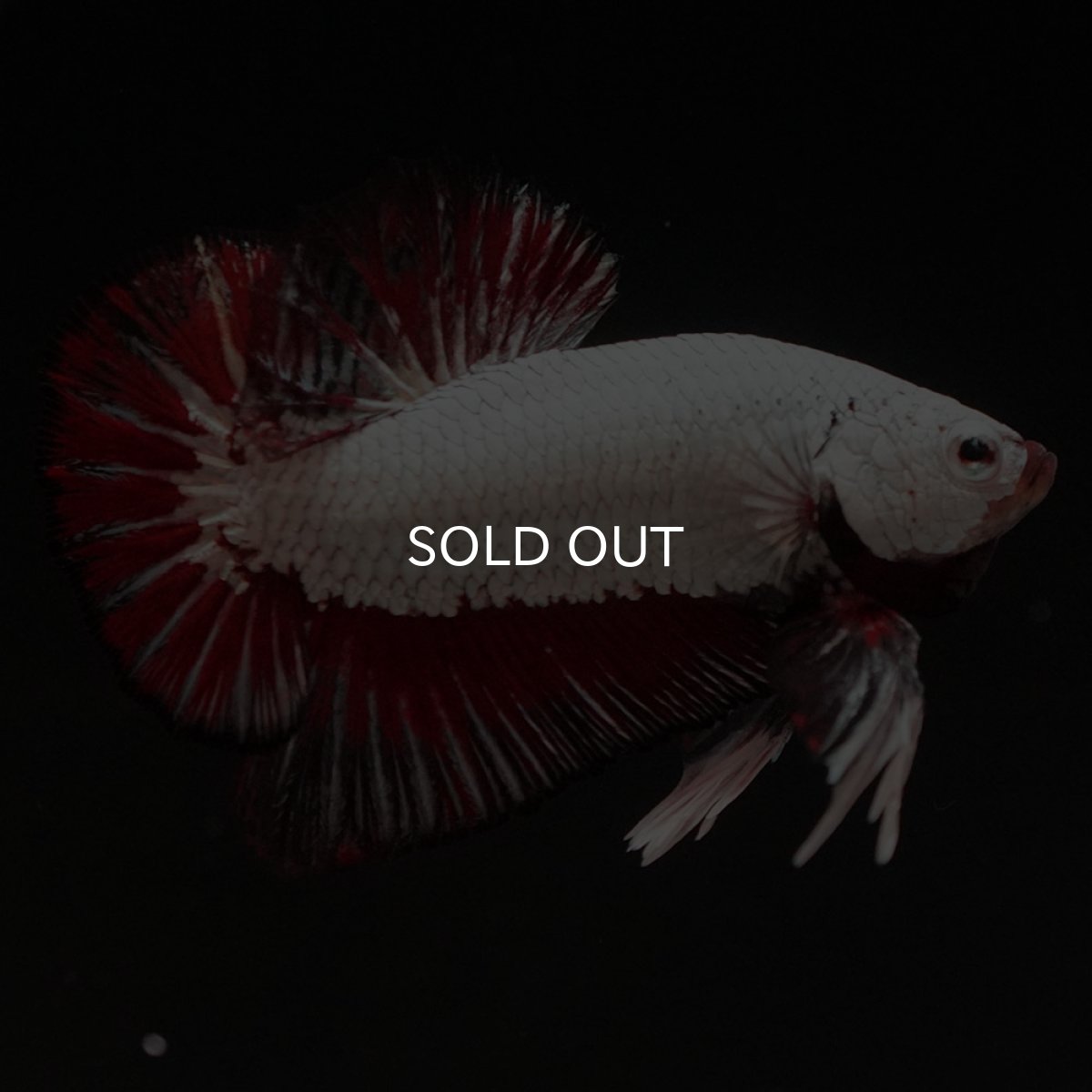 画像8: HMPK　プラチナブラックレッドドラゴン (8)