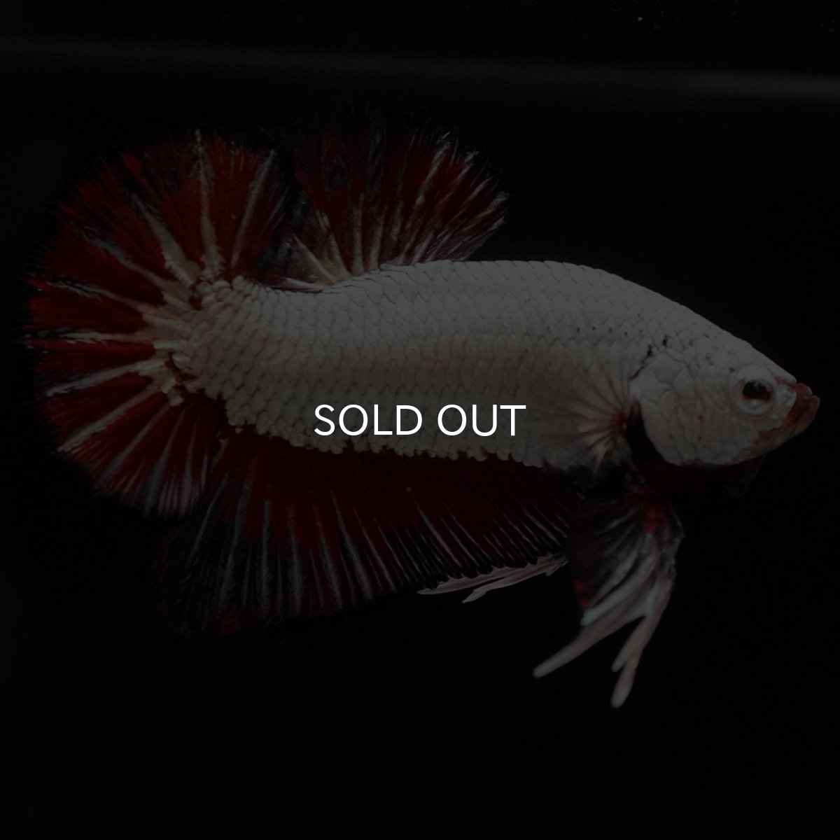 画像6: HMPK　プラチナブラックレッドドラゴン (6)