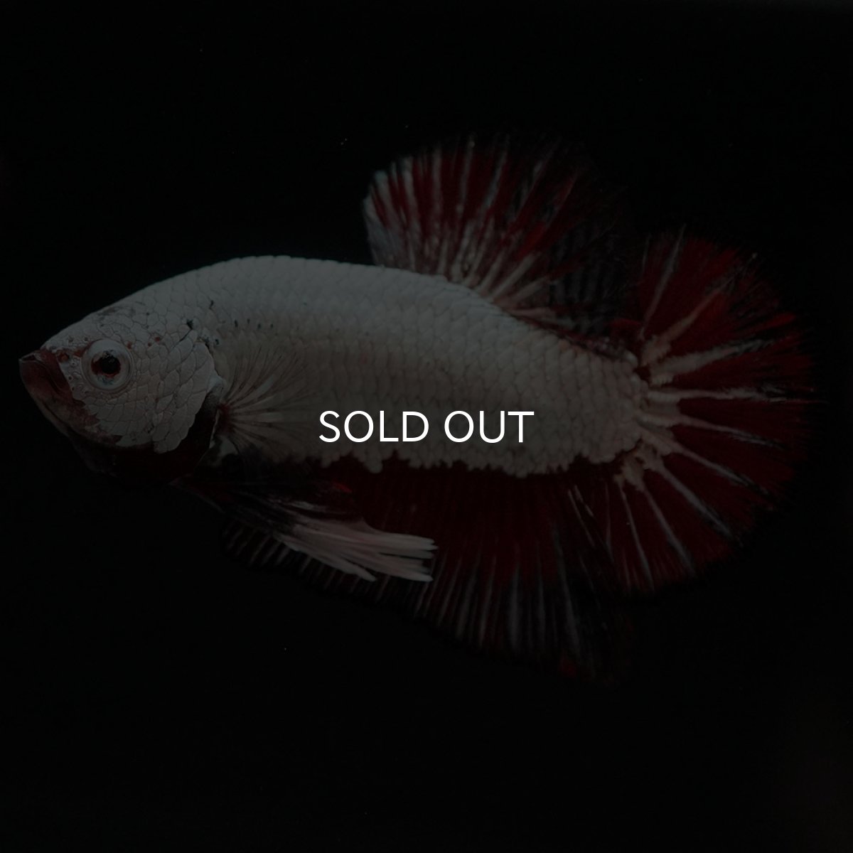 画像3: HMPK　プラチナブラックレッドドラゴン (3)