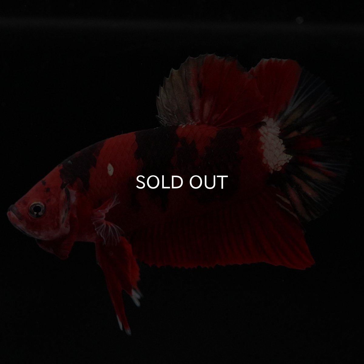 画像2: HMPK 鯉カッパー (2)