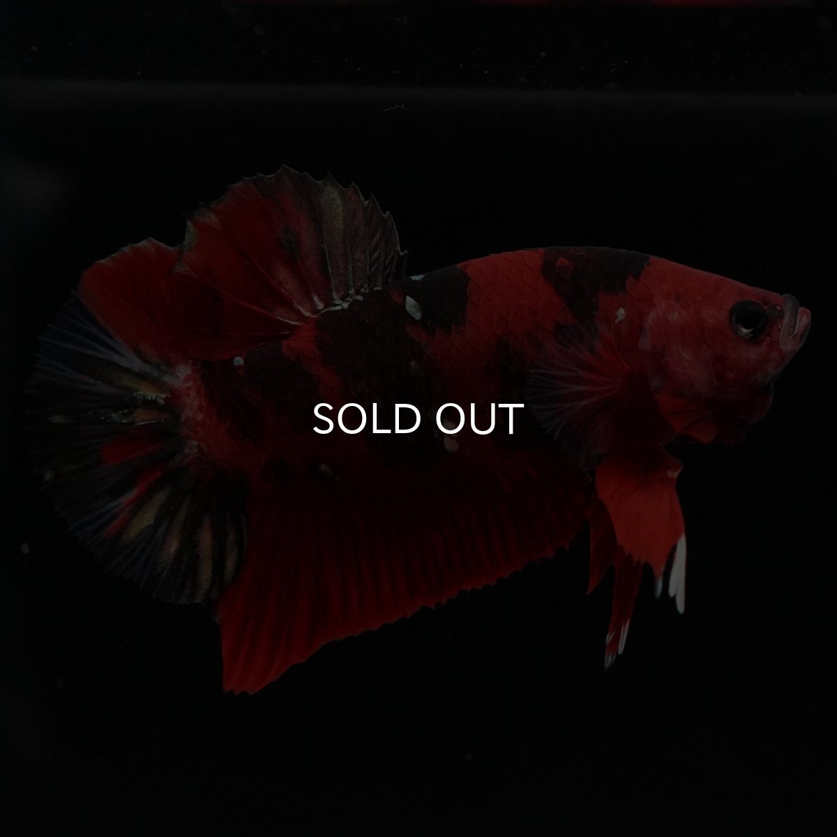 画像3: HMPK 鯉カッパー (3)