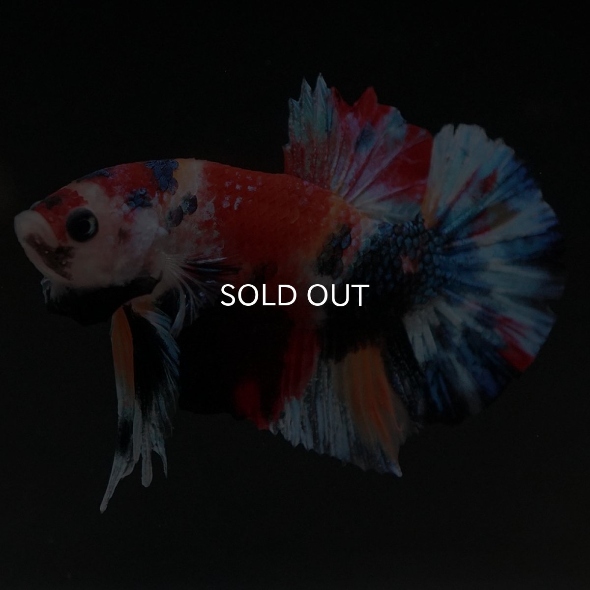 画像6: HMPK　キャンディギャラクシー (6)