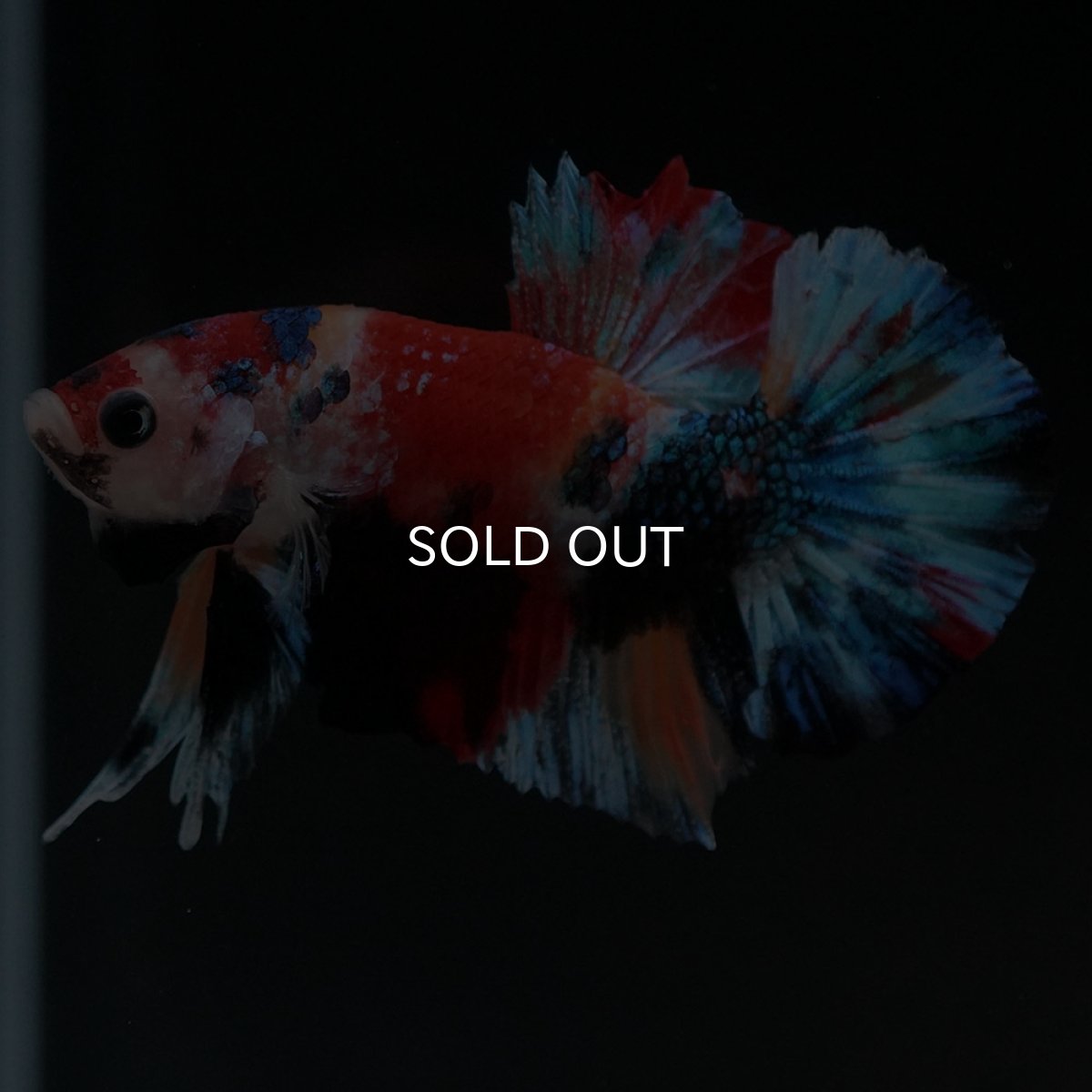 画像3: HMPK　キャンディギャラクシー (3)