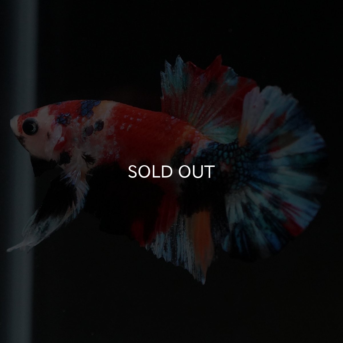 画像5: HMPK　キャンディギャラクシー (5)