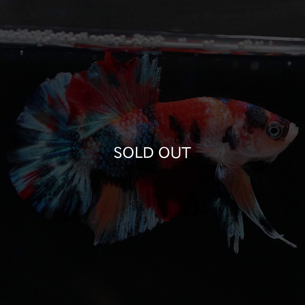 画像4: HMPK　キャンディギャラクシー (4)