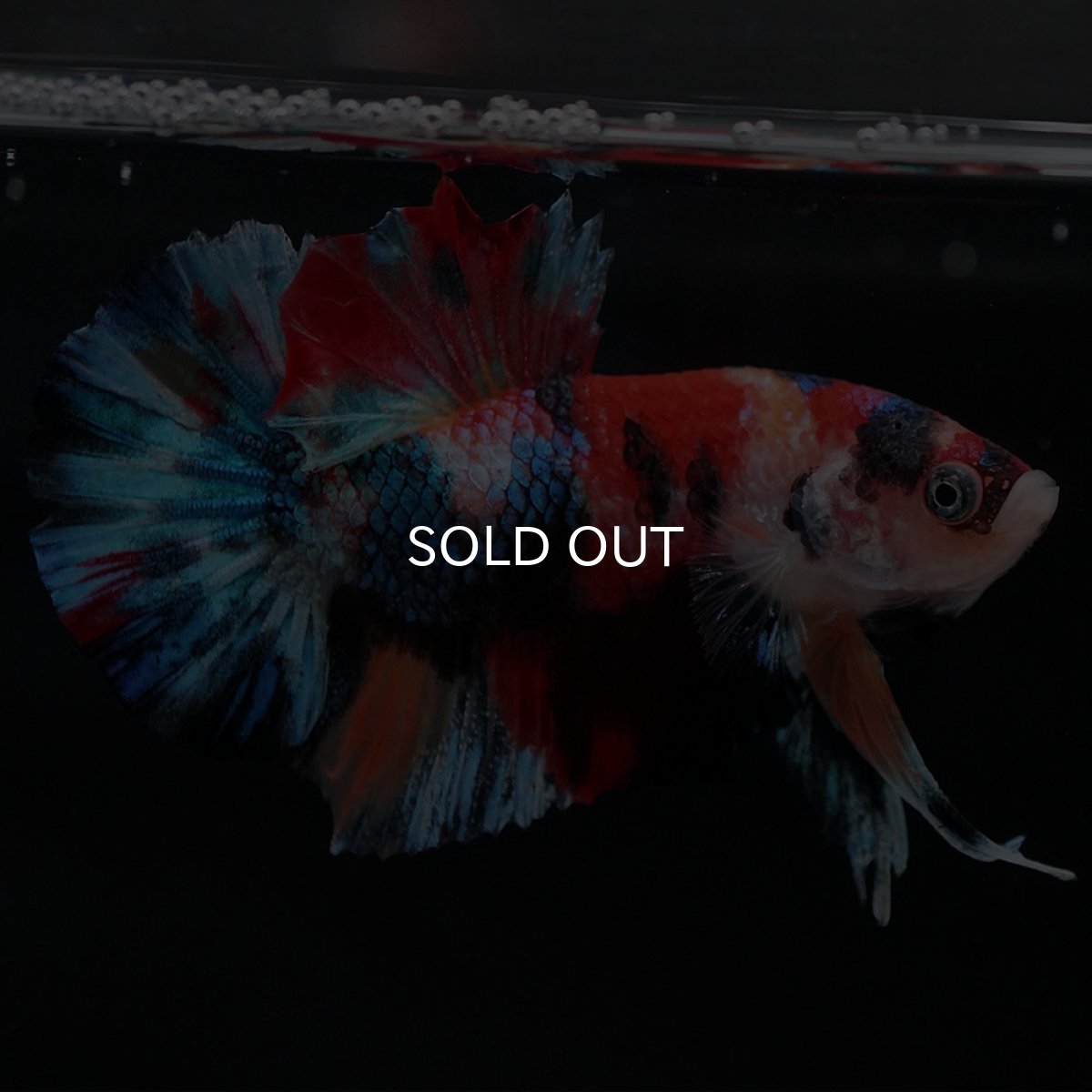 画像2: HMPK　キャンディギャラクシー (2)