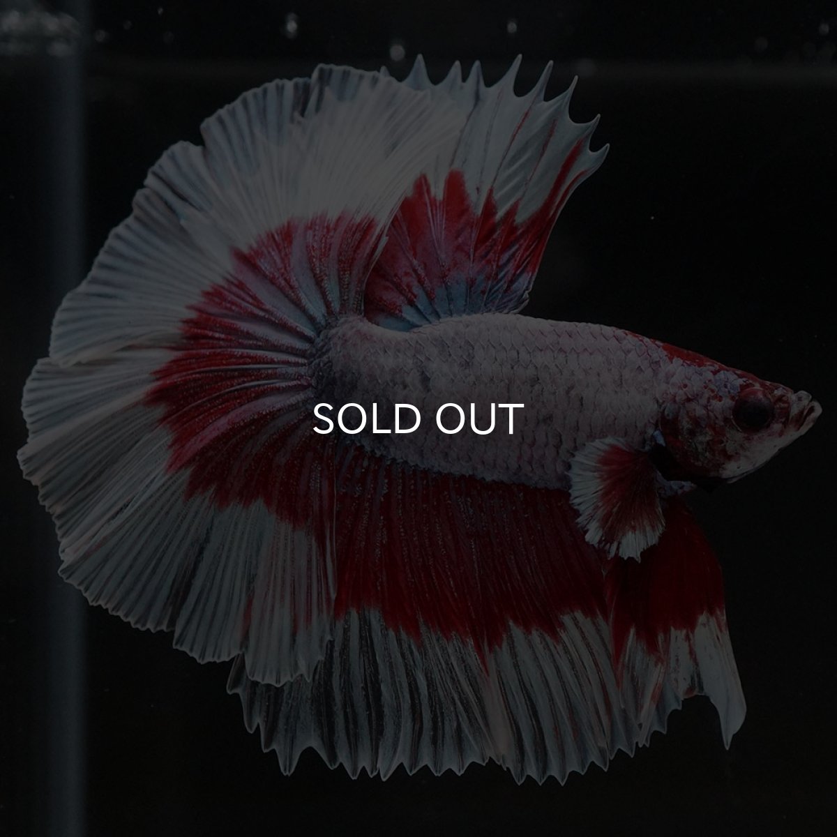 画像3: HM ラベンダーバラフライ (3)