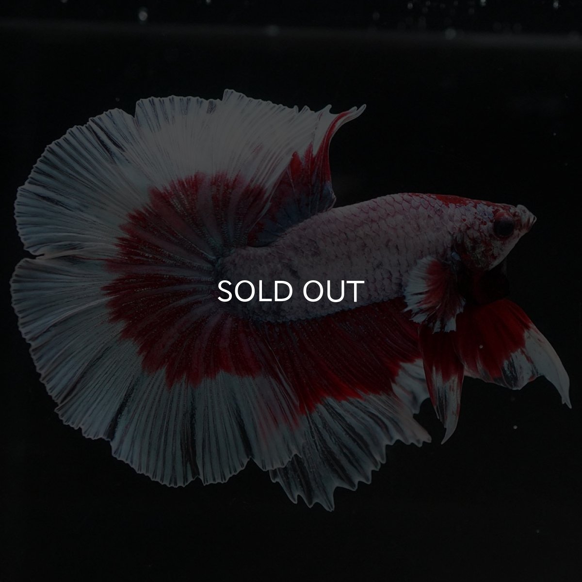 画像5: HM ラベンダーバラフライ (5)